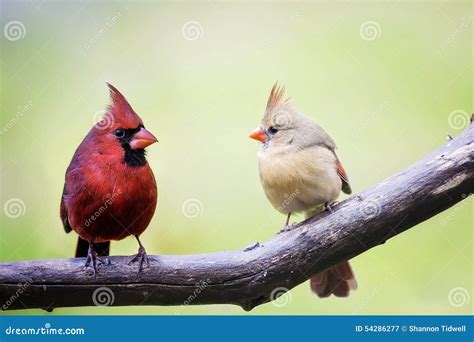 Male and Female Cardinal Love Birds Stock Image - Image of brown, couple: 54286277