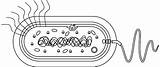 Prokaryote Cell Coloring Pages sketch template