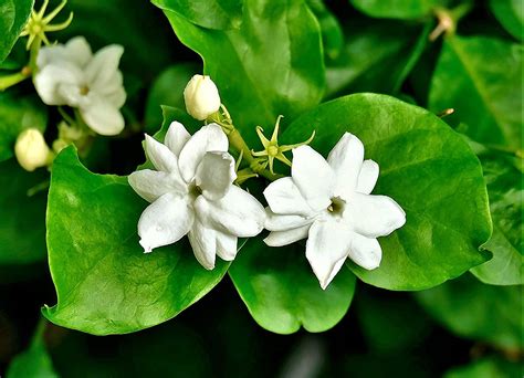 Philippine National Flower Sampaguita | Best Flower Site