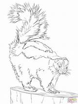 North American Striped Skunk coloring page  Free Printable Coloring Pages sketch template