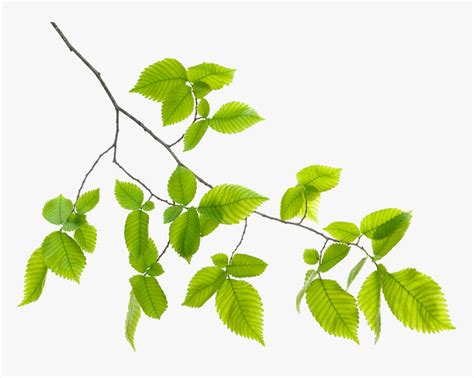 Green Leaf Branch Png, Transparent Png , Transparent Png Image - PNGitem