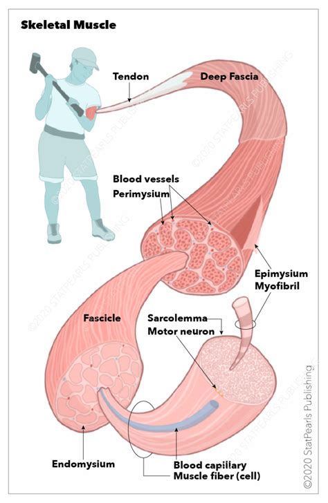 [Figure, Skeletal muscles, Sarcolemma, Myofibril, Motor...] - StatPearls - NCBI Bookshelf