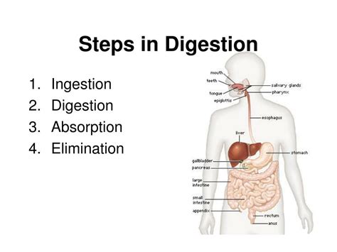 PPT - Tissues and Organ Systems PowerPoint Presentation, free download ...