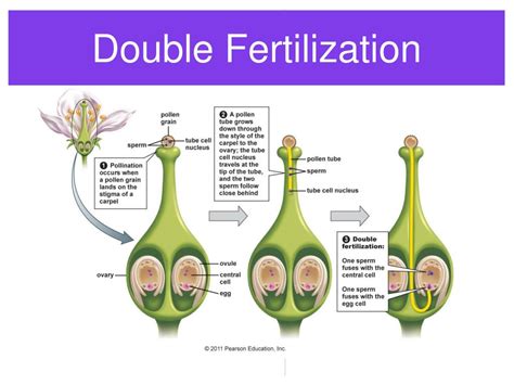 PPT - Plant Reproduction PowerPoint Presentation, free download - ID:164567