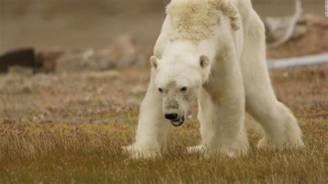 Starving polar bear video goes viral - CNN Video