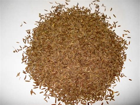 Caraway - Secrets of Culinary Herbs