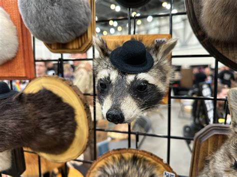 Oddities and Curiosities Expo makes debut in Grand Rapids | WOODTV.com