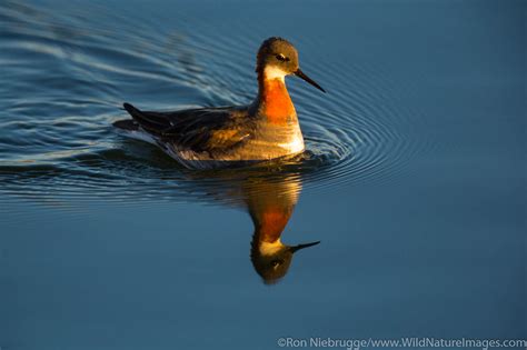 Red-necked phalarope | Photos by Ron Niebrugge