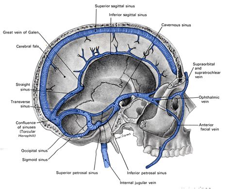 Sinuses Of The Brain