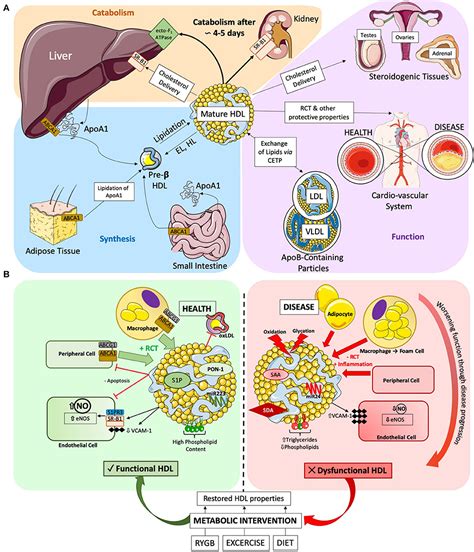 Hdl Vs Ldl Structure