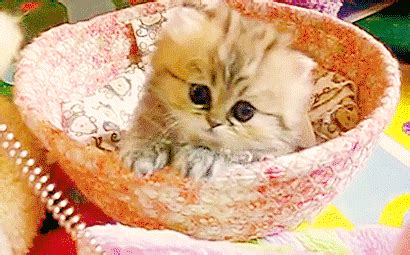 💕💕💕 Cuteness overload collection !!! - Kitten special 💕💕💕 — Steemit