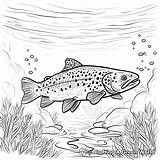 Trout Coloring Pages  Free & Printable sketch template