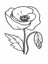 Poppy Flower Printable coloring Page  Download Print Or Color Online sketch template