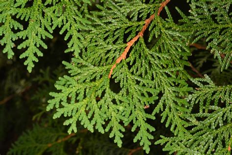 Thuja occidentalis (Northern white cedar)