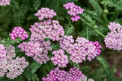 How to Grow and Care for Yarrow Plants