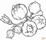 Blueberries coloring page  Free Printable Coloring Pages sketch template