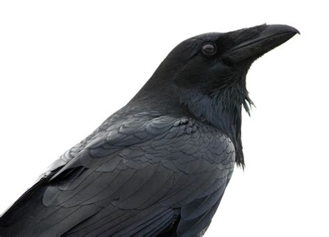 How to Tell a Raven From a Crow | Audubon