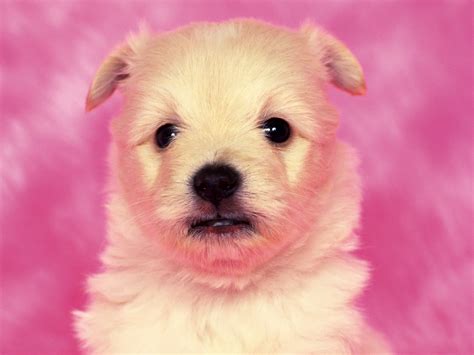 Cute Dog Wallpaper - WallpaperSafari