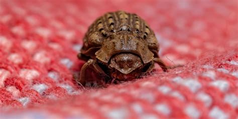 How To Get Rid Of Carpet Beetle In 4 Steps Once And For All?