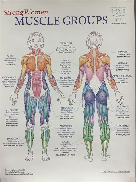 Pin on Healthy - Workout | Body muscle anatomy, Human body anatomy, Body anatomy