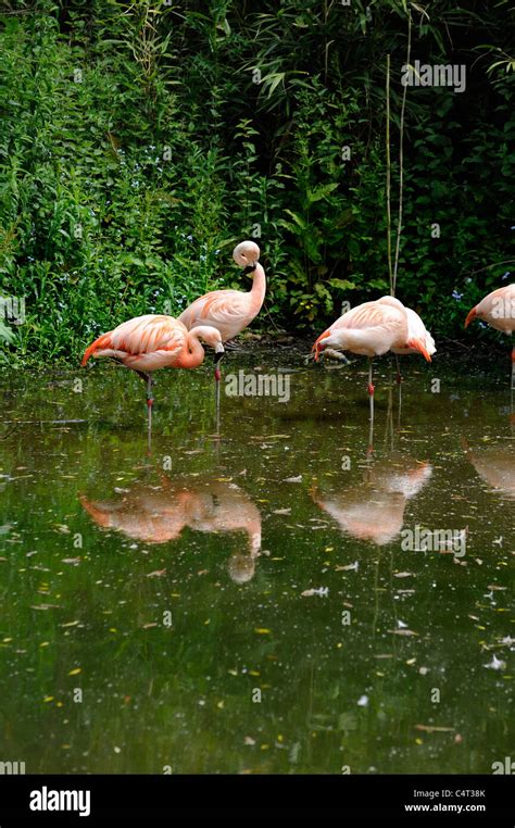 flamingos doing what they do best standing on one leg property of twycross zoo england uk Stock ...