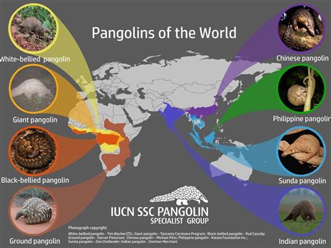 Pangolins - Pangolin Specialist Group