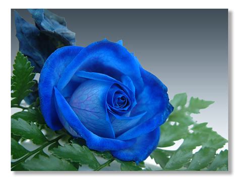 Truyền thuyết hoa hồng xanh là “nữ hoàng” của các loài hoa tượng trưng cho tình yêu