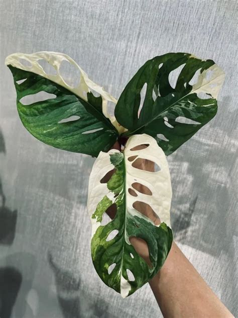 Plant FAQs: Monstera Deliciosa Mint Variegated