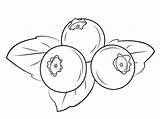 Blueberries coloring pages To Download And Print For Free sketch template