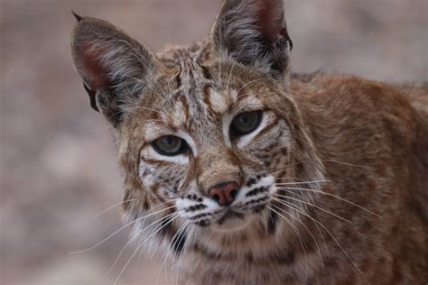 What are bobcat traits? - factstraits.com