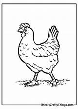 Silkie Chicken Coloring Pages sketch template