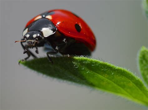 Ladybug On A Leaf Free Stock Photo - Public Domain Pictures