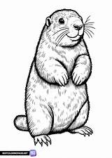 Realistic Groundhog coloring page  Free Printable pages sketch template