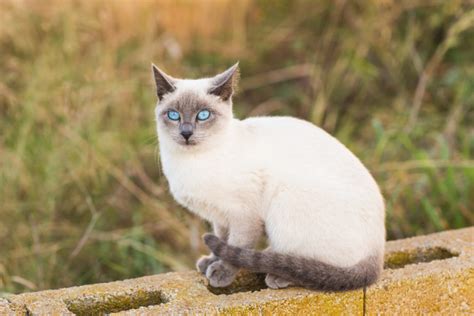 Magazine para gatos - Raças de gatos: tudo sobre os siameses