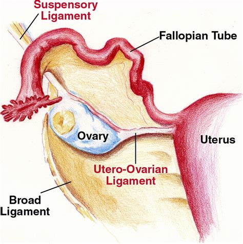 Ovary Diagrams to Print | 101 Diagrams