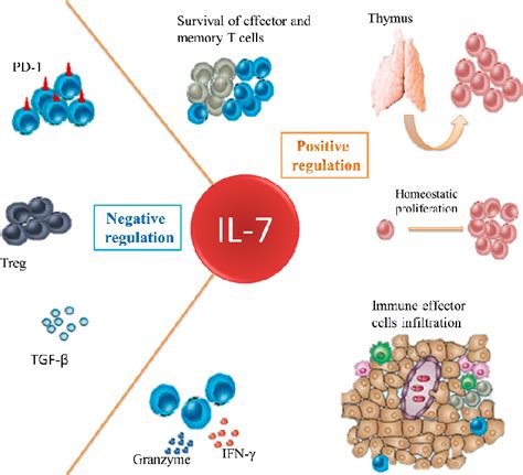 Figure 1 from Mechanism of Action of IL-7 and Its Potential Applications and Limitations in ...