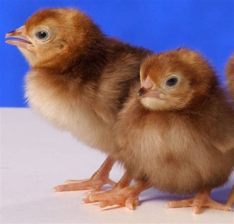 Rhode Island Red Bantam Baby Chicks | Chickens For Backyards | Rhode ...