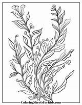 Seaweed Coloring Pages Free Downloads  Sheets For Kids sketch template