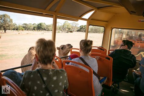 Werribee Open Range Zoo, Werribee South - mamma knows west