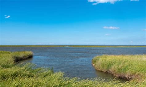 River vs Estuary: What's the Difference? - A-Z Animals