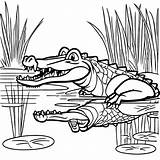 Coloring Swamp Crocodiles Cartoon Pages Colouring Alligator Sheets Kids  sketch template