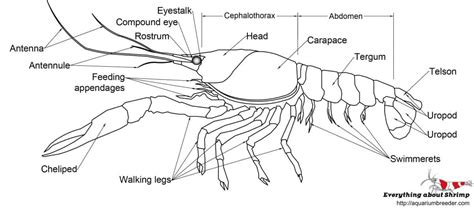 Diagram Of Crayfish Anatomy