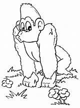 Silverback Gorilla Coloring Pages At GetDrawings  Free Download sketch template