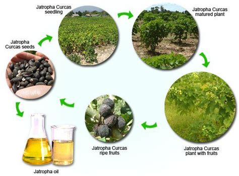 Jatropha Plantation,Jatropha Seeds Oil Supplier,India