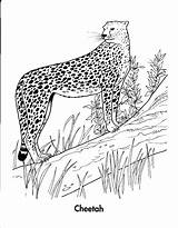 71 Baby Cheetah Coloring Pages  Just Kids sketch template