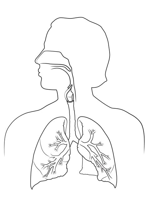 Respiratory System Drawing at GetDrawings | Free download