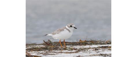 piping plover | FWS.gov