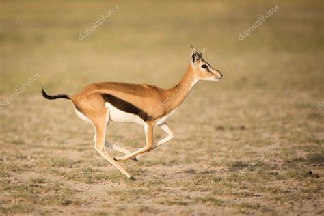 Female Thompson's Gazelle running, Amboseli, Kenya — Stock Photo ...