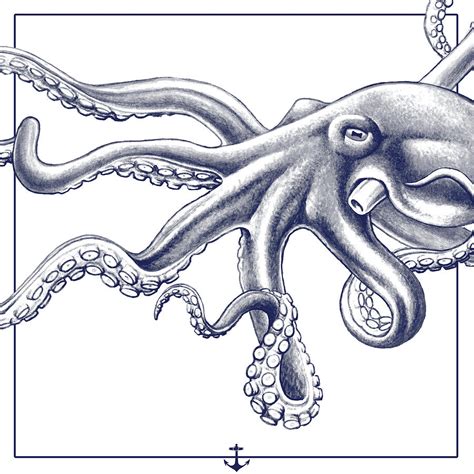 Octopus Drawing by Martin Williams - Fine Art America