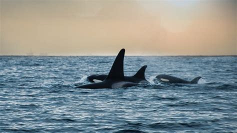 Orcas Can Speak Dolphin: Are They More Intelligent Than We Thought ...